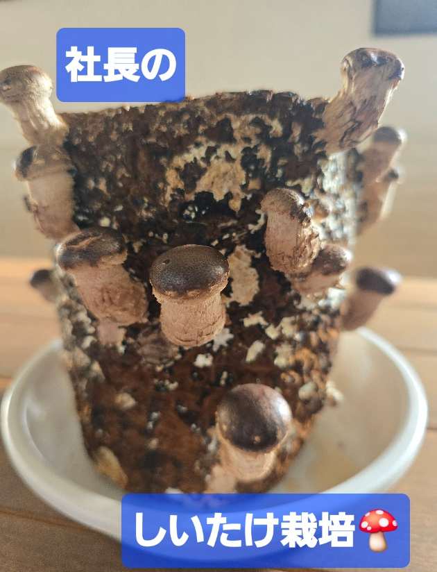 小さいけど・・・